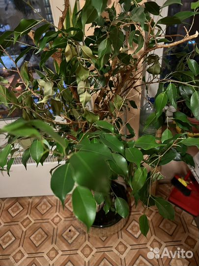 Фикус бенджамина