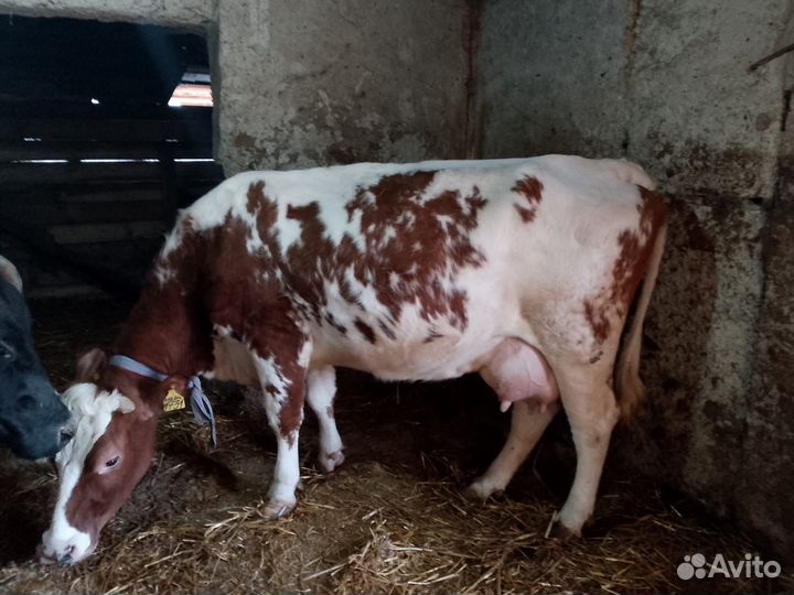 Коровы дойные молочные