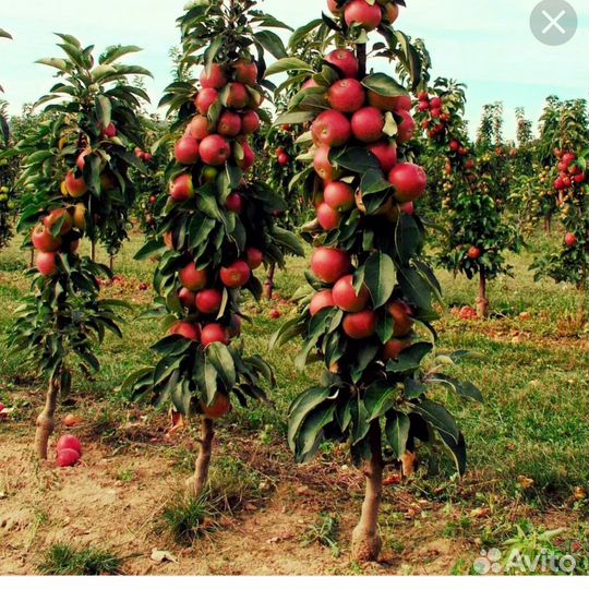 Саженцы яблоня