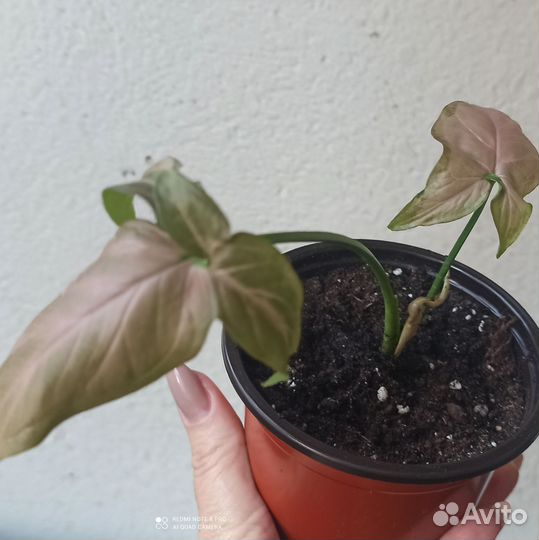 Сингониум Регина ред