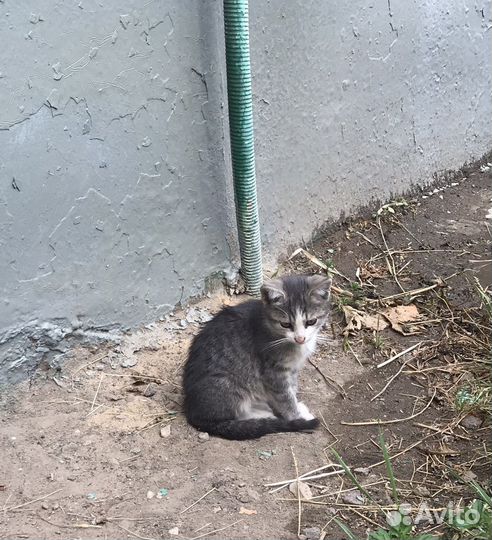 Спасите котят