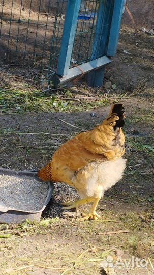 Курочки молодки