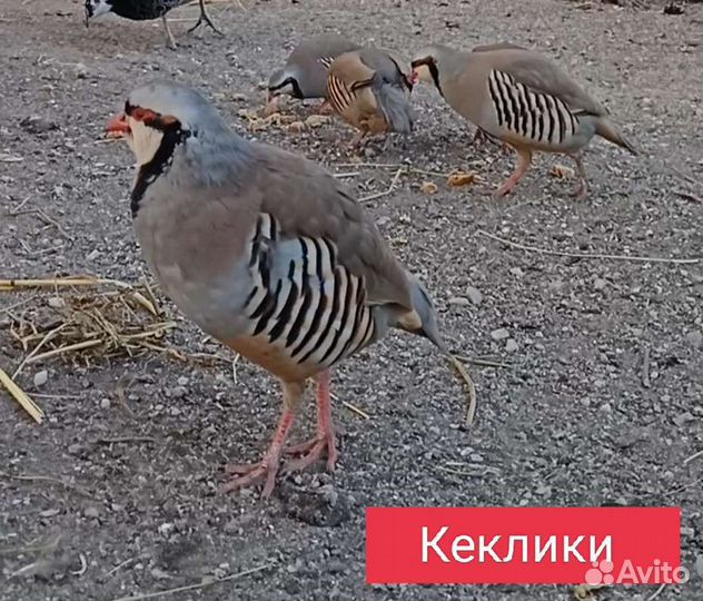 Петушки,Семьи