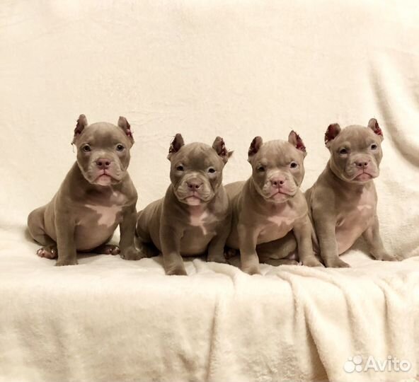 Щенки американского булли