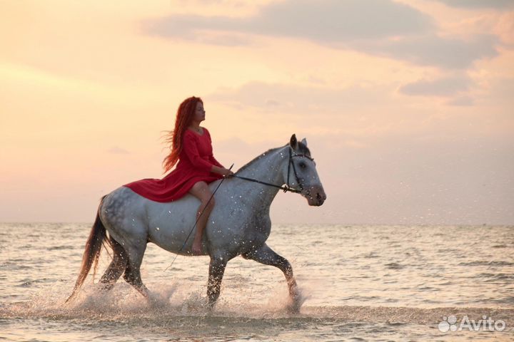 Конные прогулки