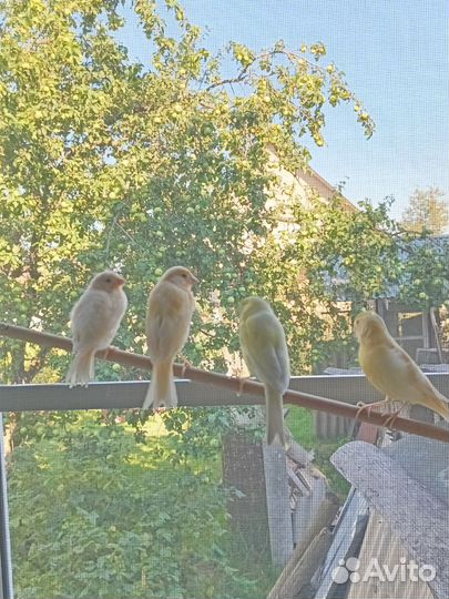 Кенара поющие и канарейки