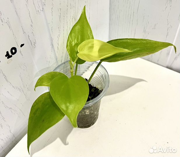 Филодендрон сканденс лимон Лайм