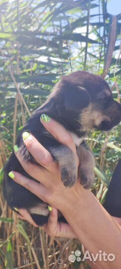 Собаки бесплатно в добрые руки щенки