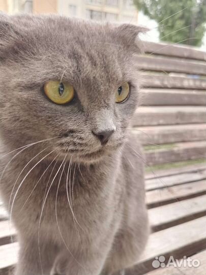 Котик вислоухий