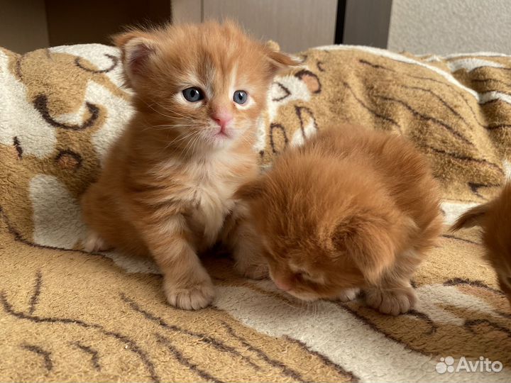 Котята мейн-кун