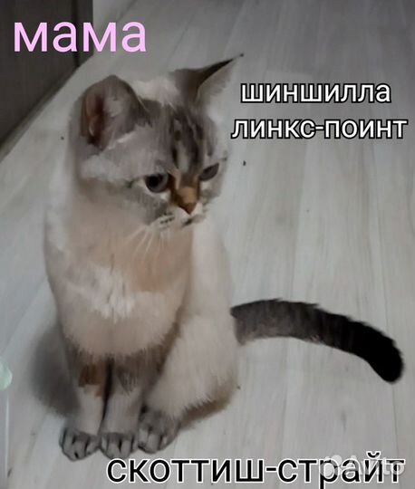 Шотландские котята