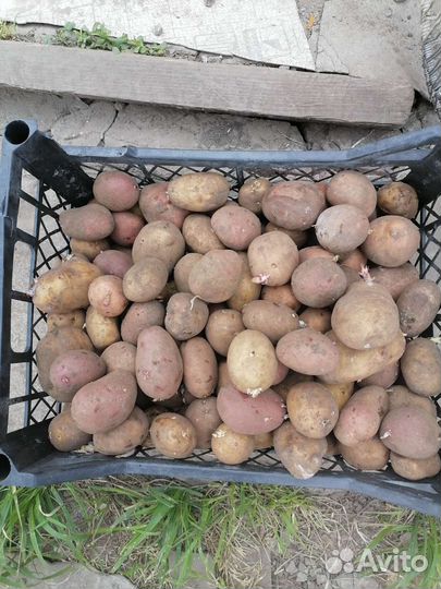 Продам картофель семенной