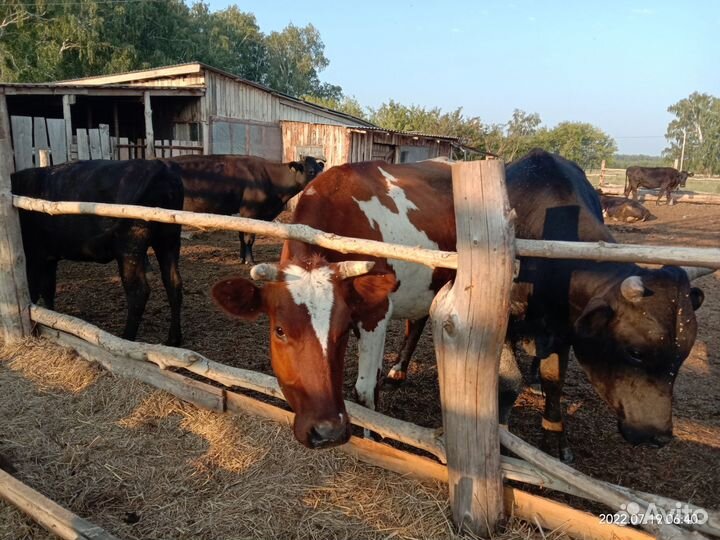 Коровы дойные