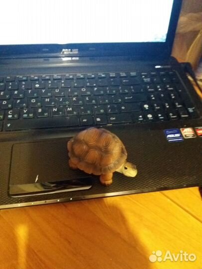 Аквариумная черепашка