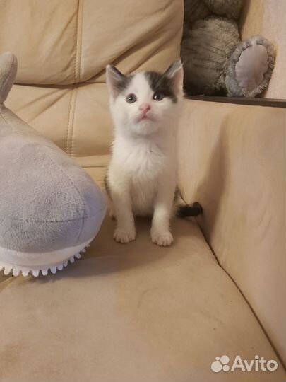Котята в добрые руки даром бесплатно