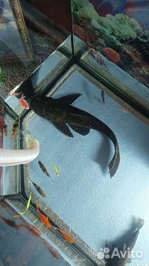 Сом птеригоплихт