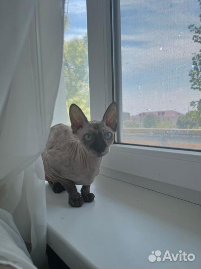 Донской сфинкс