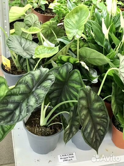 Коллекционные комнатные цветы