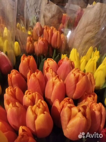 Луковицы тюльпанов