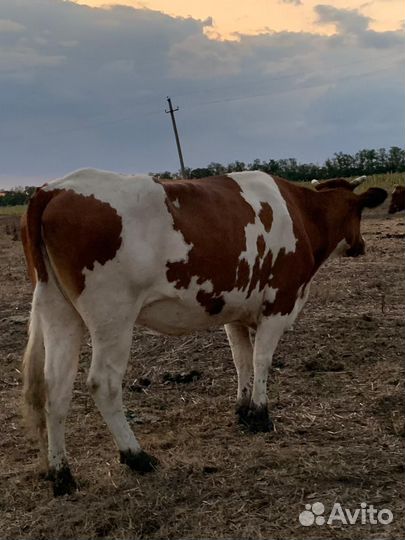 Айширская порода и красностепная