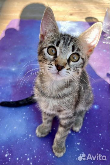 Ласковая и игручая девочка ищет любящих хозяев