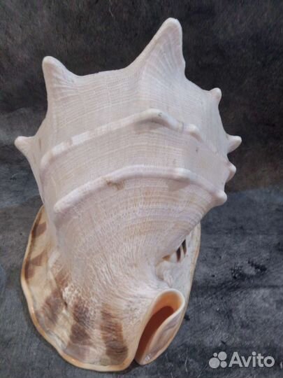 Крупный рапан