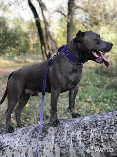 Вязка амстаф терьер