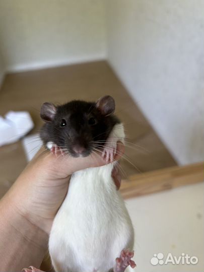 Крысы дамбо девочки