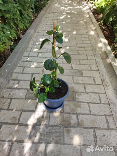 Пеперомия туполистная (peperomia obtusifolia)