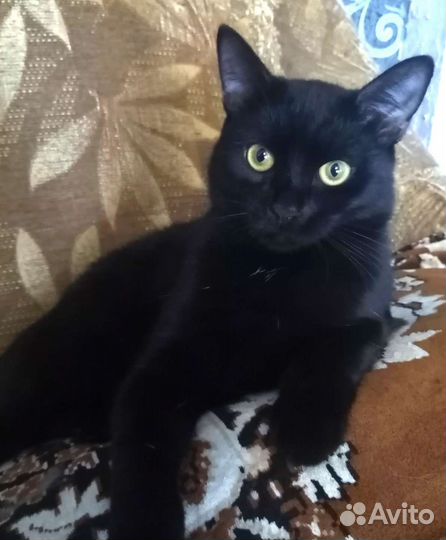 Котики в добрые руки