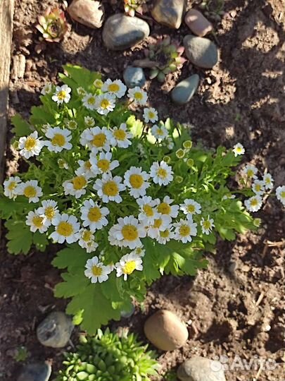 Матрикария (девичья ромашка)