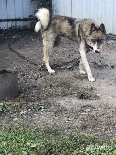 Щенки западно сибирской лайки