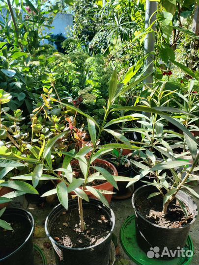 Олеандр махровый