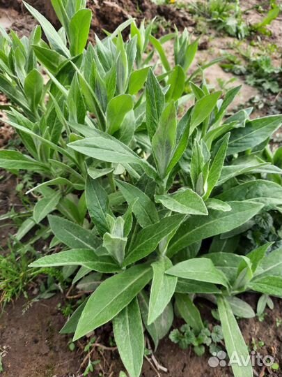 Многолетние садовые растения