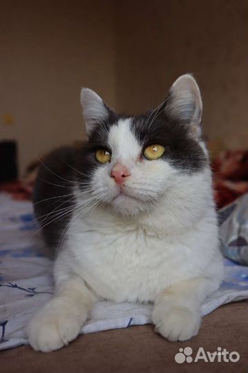 Барон ищет дом