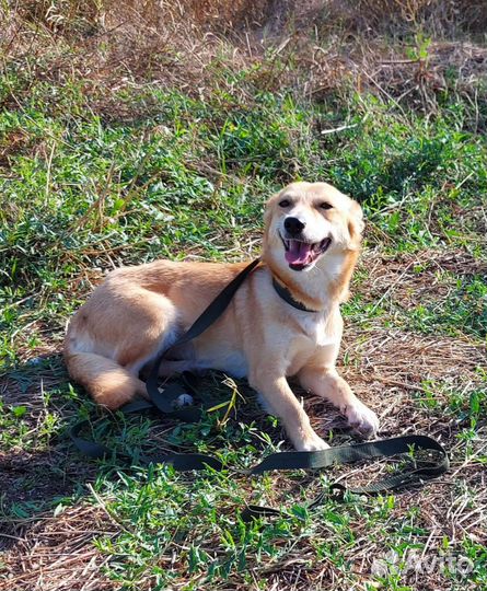 Собака Рыжулька