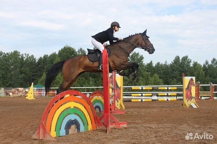 Верховая езда лошади конный спорт аренда