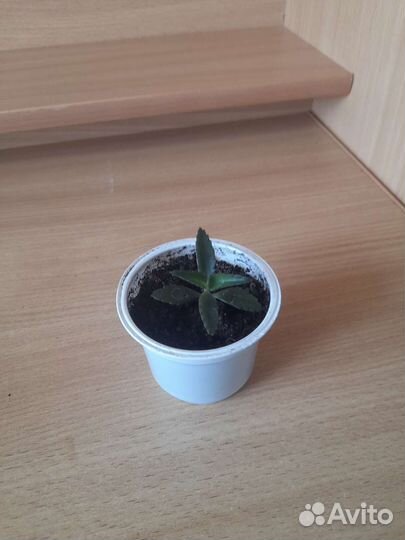 Ахименесы,бальзамин,каланхое,лилейник садовый