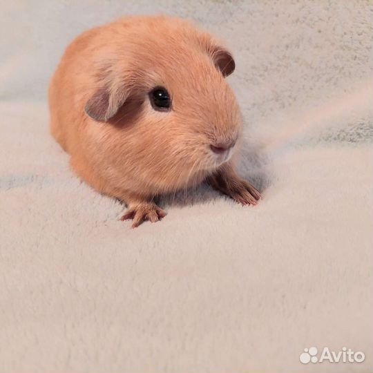 Английский селфик мальчик малыш