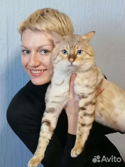 Бенгальский кот вязка/продажа