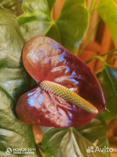 Антуриум Джамбо Блэк