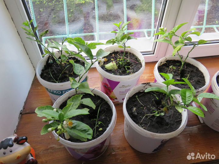 Лимонное дерево