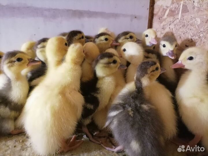 Утята индоутки