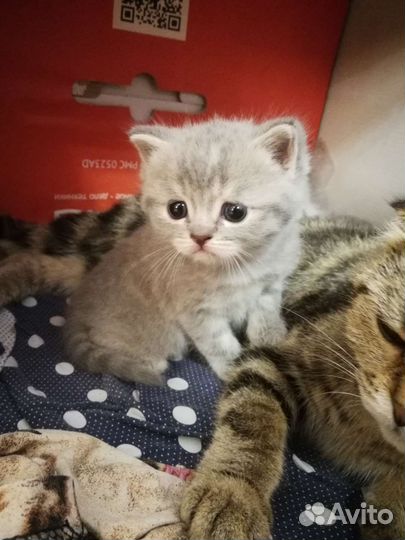 Шотландские прямоухие котята