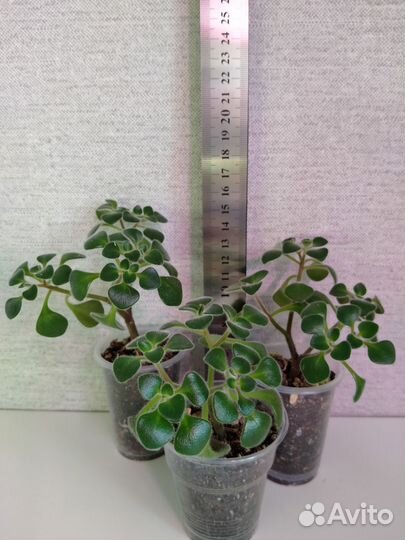 Суккуленты