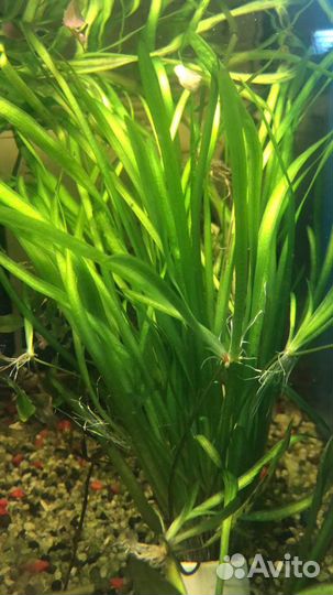 Аквариумные растения