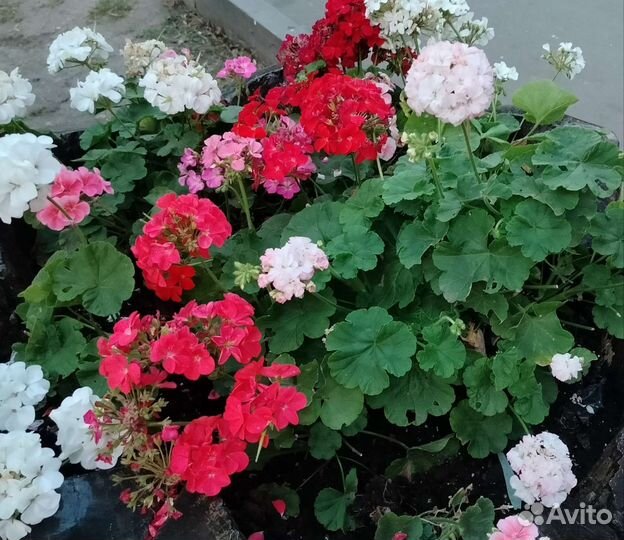 Комнатные цветы Пеларгония