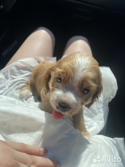 Кокер спаниель