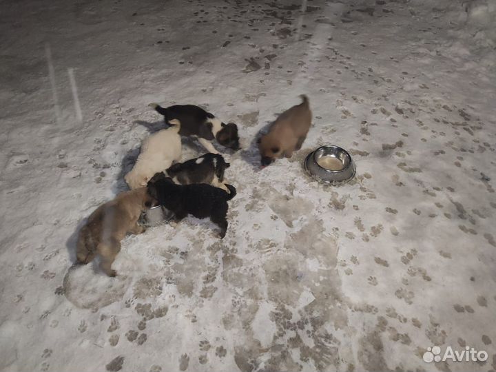Щенок в добрые руки