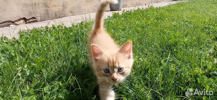 Котята в добрые руки 1 месяц